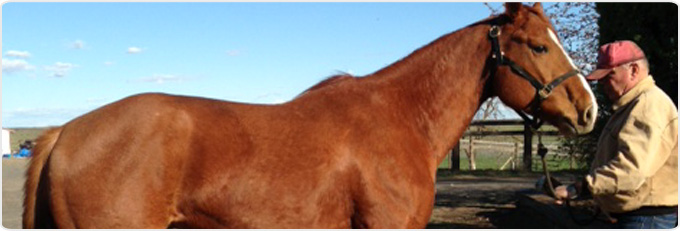 Cuscpe Mypulse Banner