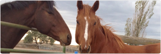 Services Available Banner